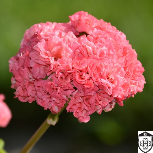 Pelargonium 'Wedding Royale' - Pelargoon 'Wedding Royale' P9/0,55L